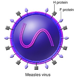 Measles: a disease often forgotten but not gone